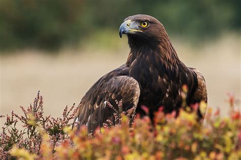 A List Of Birds Of Prey Or Raptors - WorldAtlas