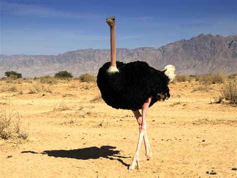 Beautiful Pictures OF Ostrich In HD | MixoPlanet.com