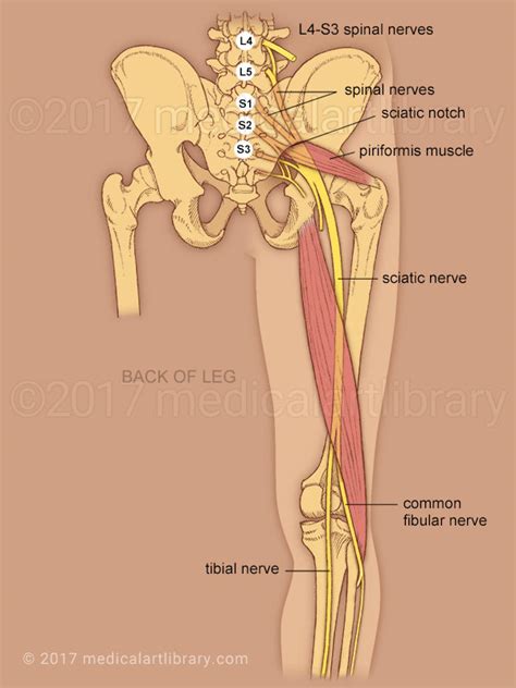 Nerve Flossing – Diversified Integrated Sports Clinic