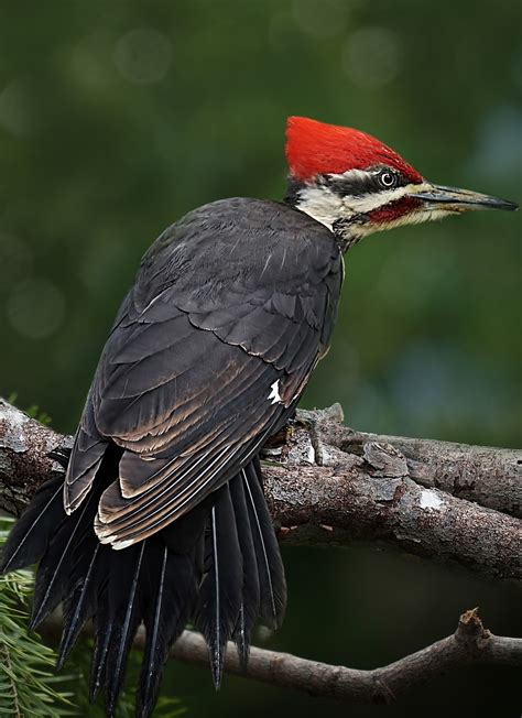 Picture of a pileated woodpecker - About Wild Animals