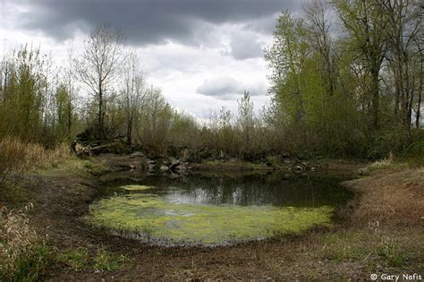 American Bullfrog Habitat