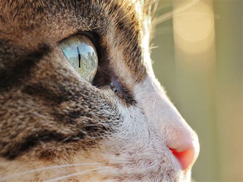 Cat Eye Infections and How to Treat Them