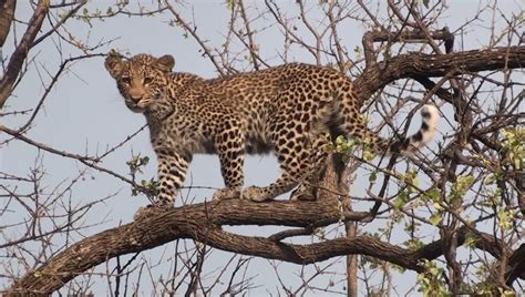 Leopard cub in tree - Pondoro Game Lodge