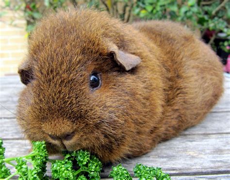 All Things Guinea Pig: Breeds and Varieties