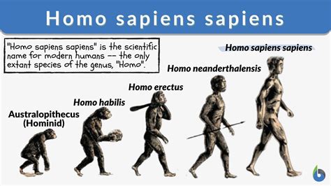 Homo Sapiens Evolution Timeline