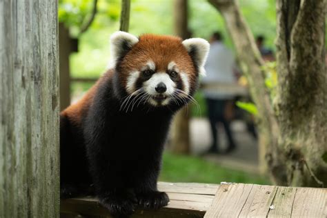 Red Panda Goes Missing at Zoo, Zoo Searching - Scioto Post