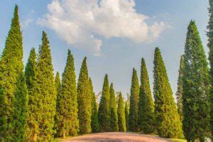 How to Plant and Grow Chinese Junipers | Gardener’s Path