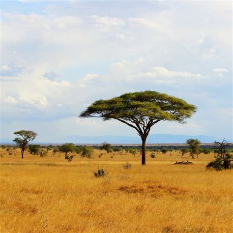 Plants of the African Savanna | USA Today