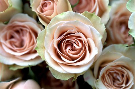 Pale Pink Roses Photograph by Kathy Yates