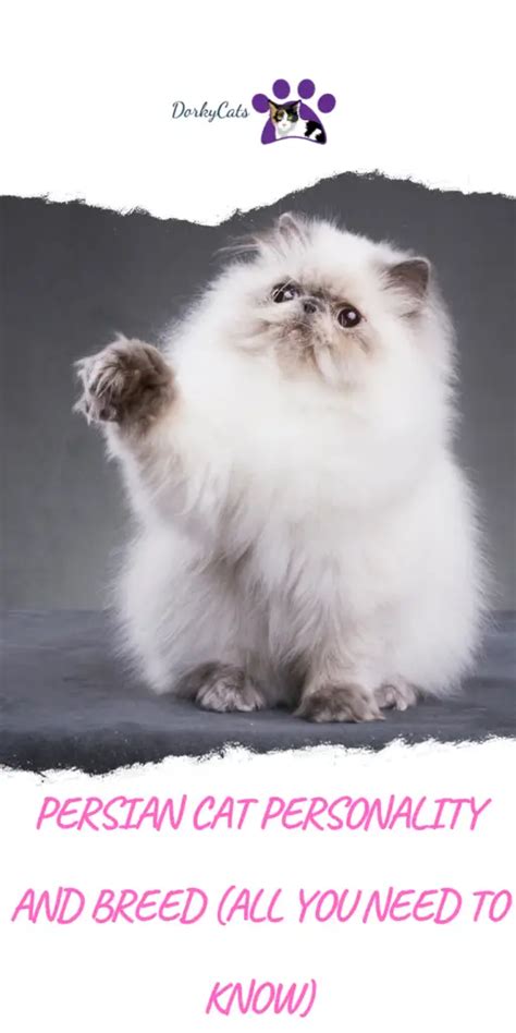 PERSIAN CAT PERSONALITY AND BREED (ALL YOU NEED TO KNOW) - DorkyCats