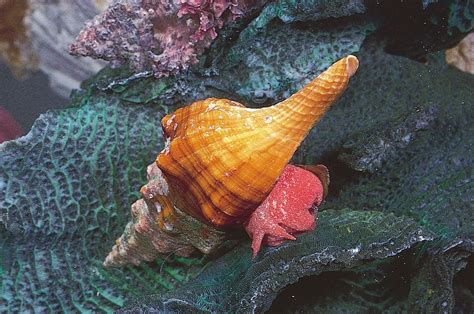 Conch | Description, Habitat, Overharvesting, & Facts | Britannica