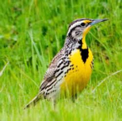 Kansas State Bird: Western Meadowlark