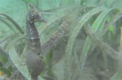 Rare video shows male seahorse giving birth in nature - AOL News