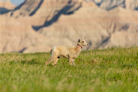 Badlands Bighorn Sheep | Matthew Paulson Photography