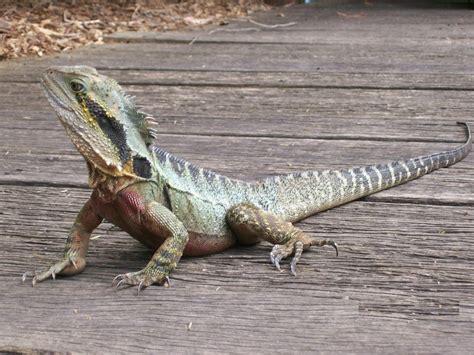 Australian Water Dragon - The Australian Museum