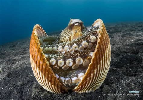 17 Best images about OCTOPUS HABITAT on Pinterest | List of animals, Crabs and Captain hat