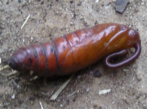 Unknown Sphinx Moth Pupa from Australia is Agrius convolvuli - What's That Bug?