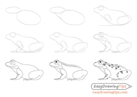 How to Draw a Frog Step by Step Tutorial - EasyDrawingTips