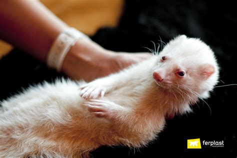 Female Ferret Furry – Telegraph