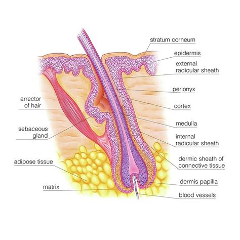 Hair Follicle Photograph by Asklepios Medical Atlas - Pixels