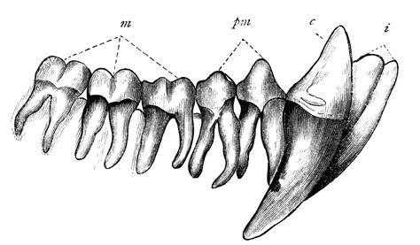 Chimpanzee Teeth | ClipArt ETC