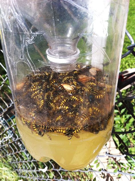 Prairie Story: Homemade Wasp Trap