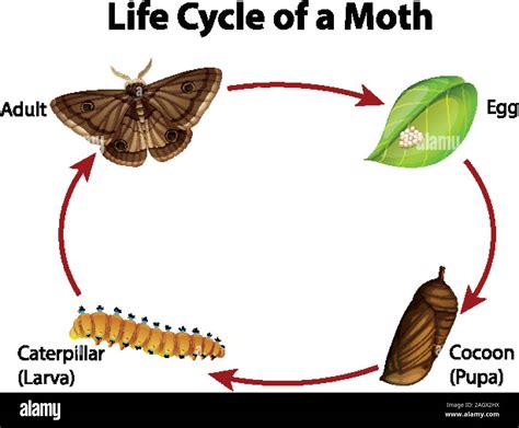 Life Cycle Of Moth