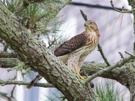 Juvenile Cooper's Hawks (Identification Guide with… | Birdfact