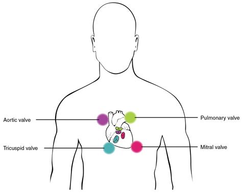 Heart Sounds – Origin, Timing and Murmurs