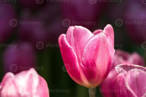 Pink tulips in the garden 17179903 Stock Photo at Vecteezy