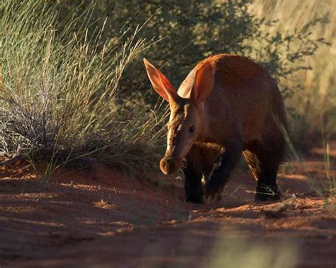 Africa's Most Unusual And Under-Appreciated Animals - The Dodo