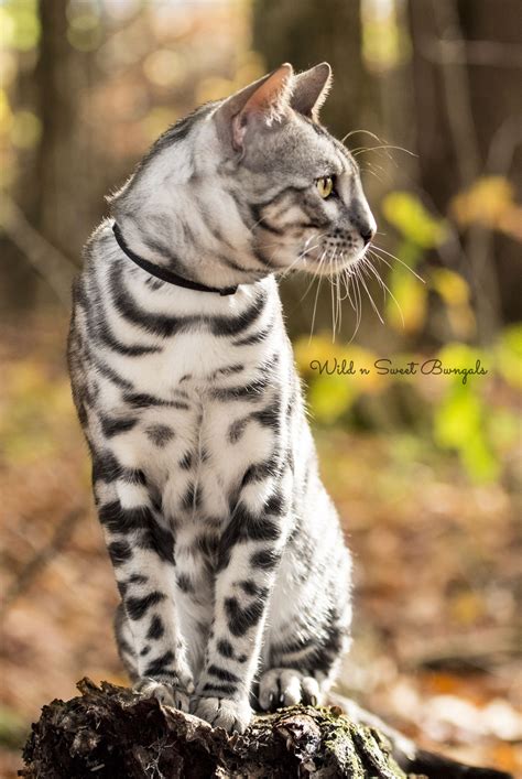 koratmontessoriny: Silver Bengal Cat Breeders