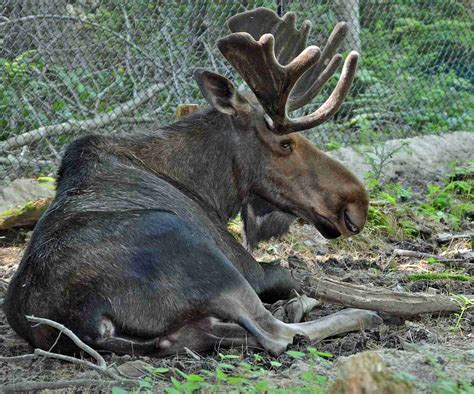 Maine Wildlife Park | See a Maine Moose Guaranteed