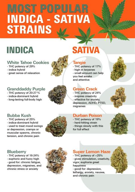 Most Popular Weed Strains in 2024: Top Ranked Strain List