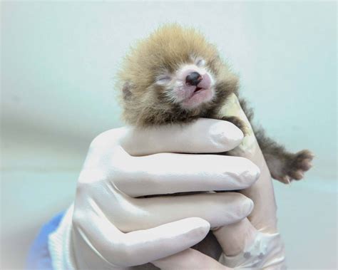 Four Litters of Red Panda Cubs Born at SCBI | Smithsonian Institution