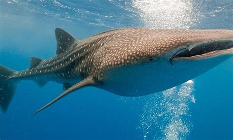 Whale Shark | Species | WWF