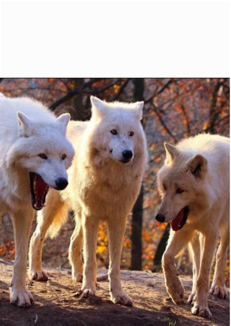 Laughing wolves with white space Blank Template - Imgflip