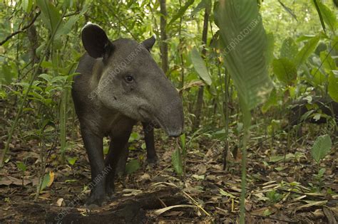 Baird's tapir, Corcovado National Park, Costa Rica - Stock Image - C046/4105 - Science Photo Library