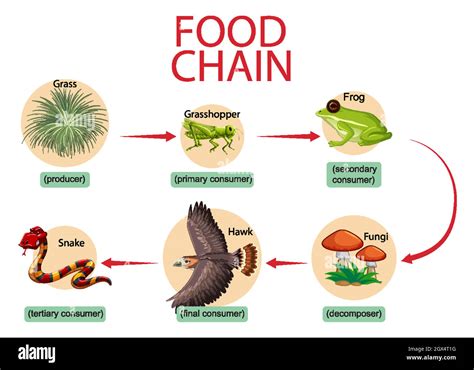 Food chain diagram concept Stock Vector Image & Art - Alamy