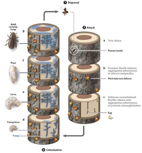 Generalized life cycle of a tree-killing bark beetle and its associated... | Download Scientific ...