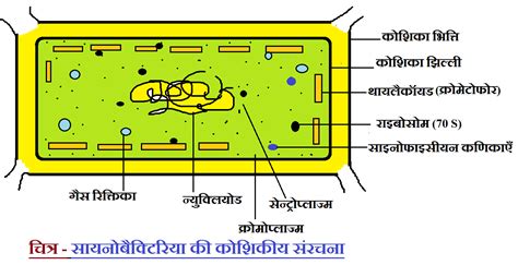 Cyanobacteria cell structure and Ecological importance | NCERT SCIENCE IN HINDI