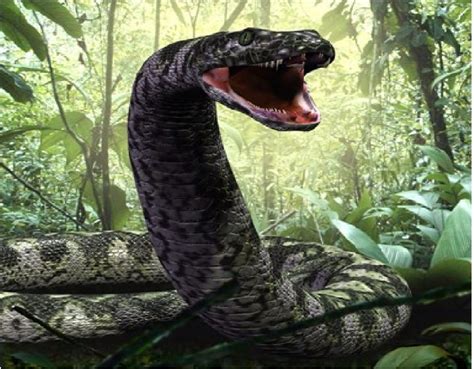 Titanoboa cerrejonensis, a prehistoric snake found in Colombia‭ during the Selandian, a middle ...