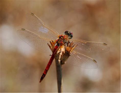 Insects | Wetlands