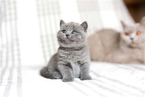 10 Best British Shorthair Breeders (2024): Our Top 10 Picks!