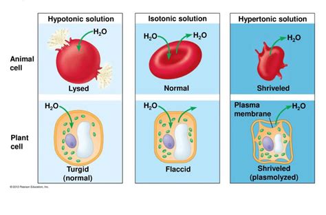 A Plant Cell In A Hypotonic Solution - Plant Ideas