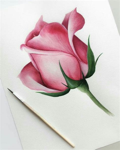 Realistic Pink Rose Drawing