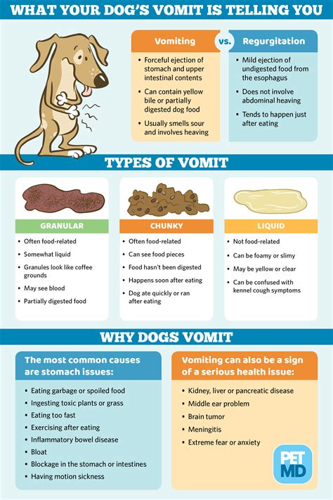 What Does It Mean When Your Dog Throws Up Bile