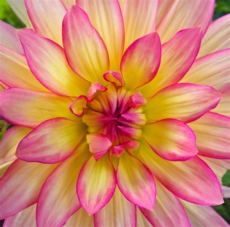 EK Photo Art's "Nature's Clicks": Pink & Yellow Dahlia