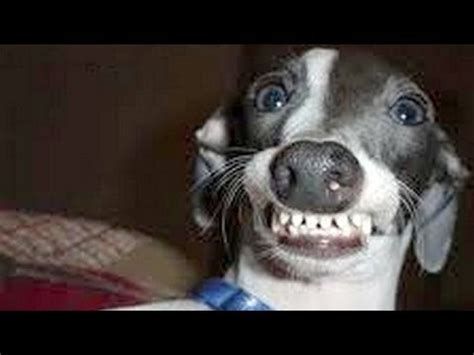 Dogs making funny faces - Funny and cute dog compilation | ADEW Pets Centre