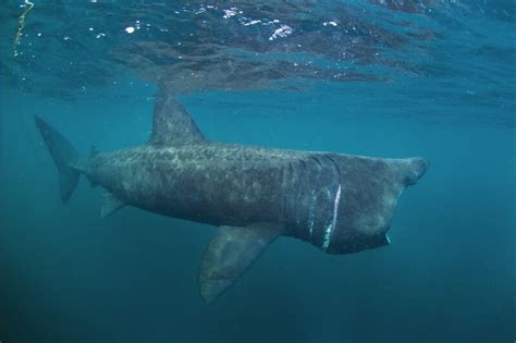 Basking Shark - Facts and Beyond | Biology Dictionary